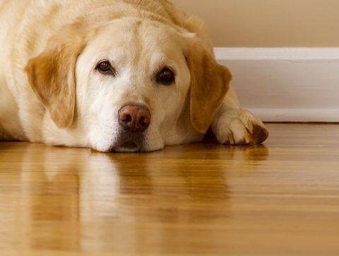 Classic Hard Varnish